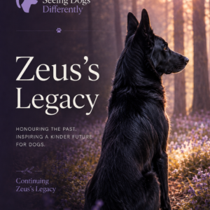 Zeus’s Legacy Zeus-inspired black German Shepherd looking towards sunrise through woodland, symbolising his lasting legacy and Seeing Dogs Differently.
