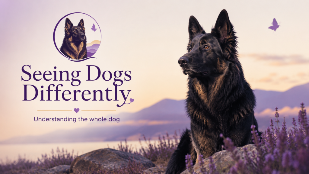 Zeus-inspired German Shepherd in a calm natural setting representing Seeing Dogs Differently